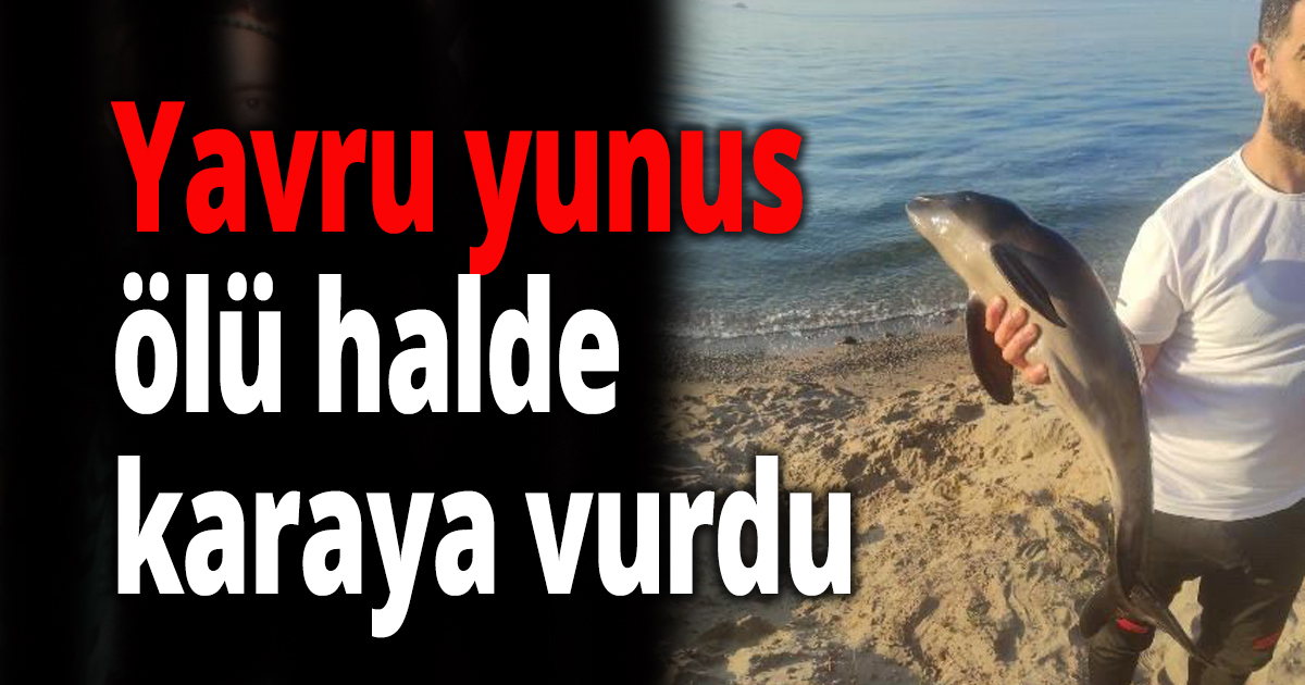 Yavru yunus karaya vurdu