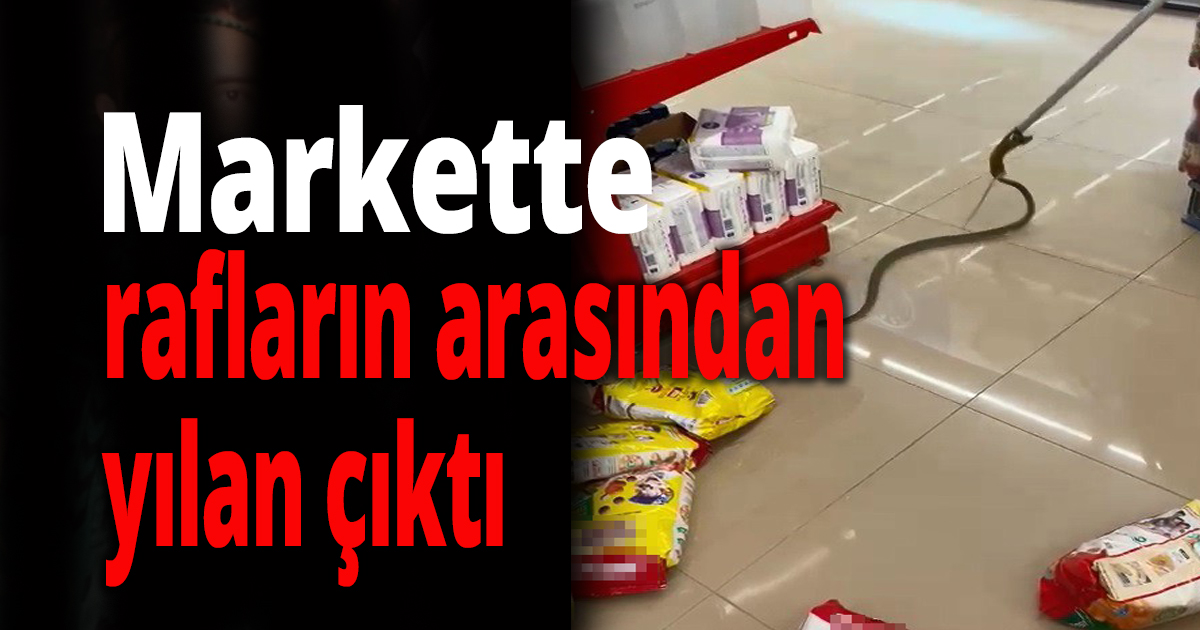 Alışveriş için gittikleri markette rafların arasından yılan çıktı