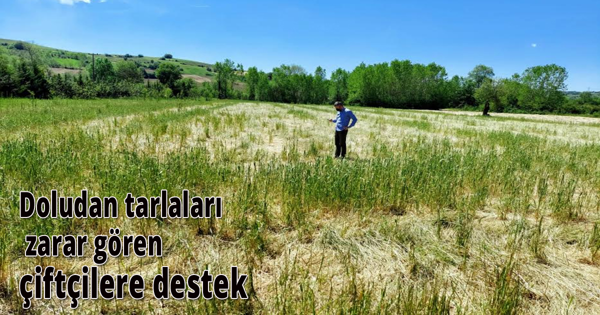 Doludan tarlaları zarar gören çiftçilere destek