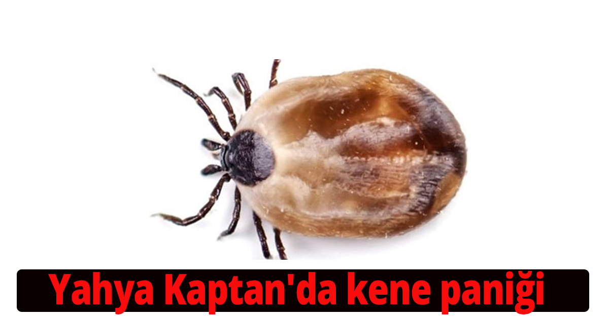 Yahya Kaptan'da kene paniği