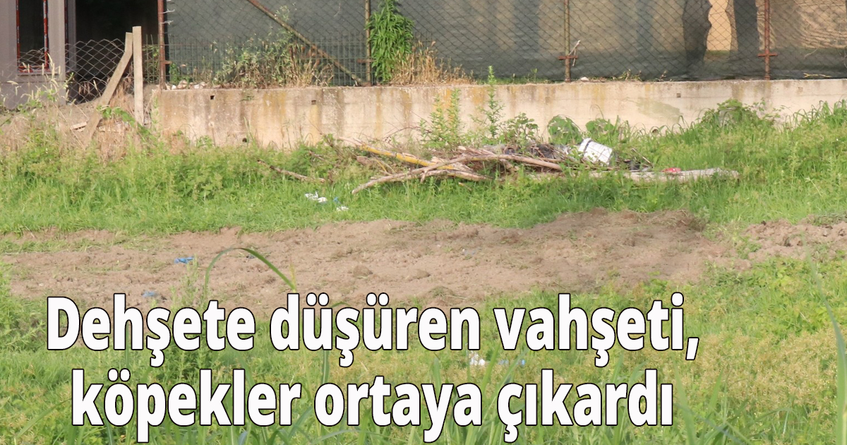  Dehşete düşüren vahşeti, köpekler ortaya çıkardı