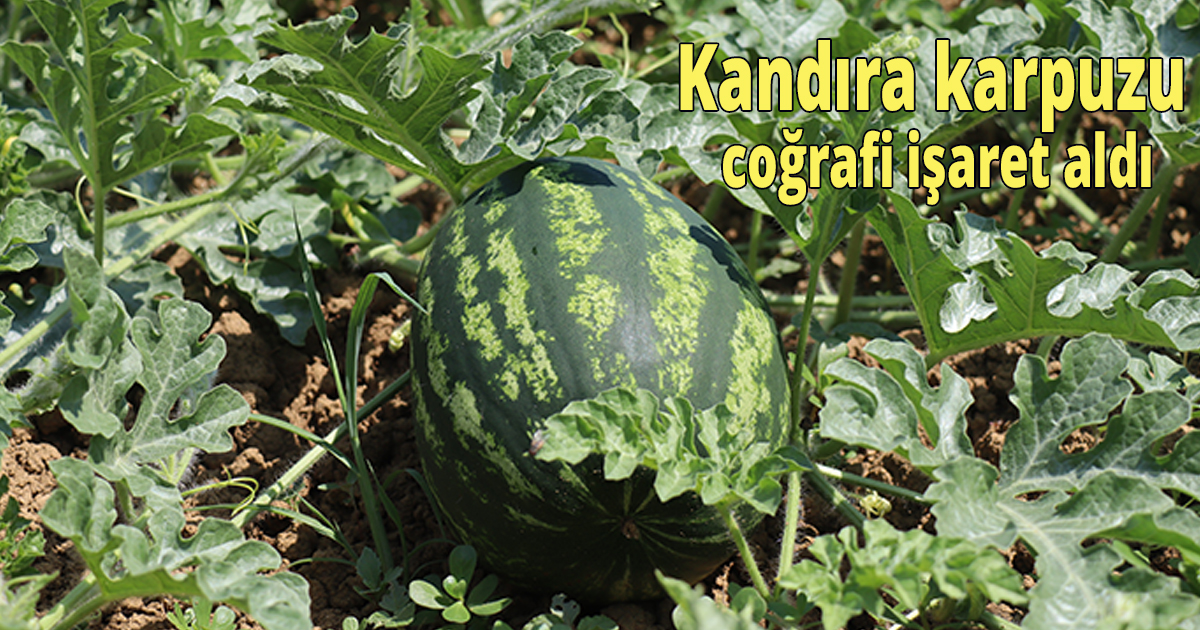 Kandıra karpuzu coğrafi işaret aldı