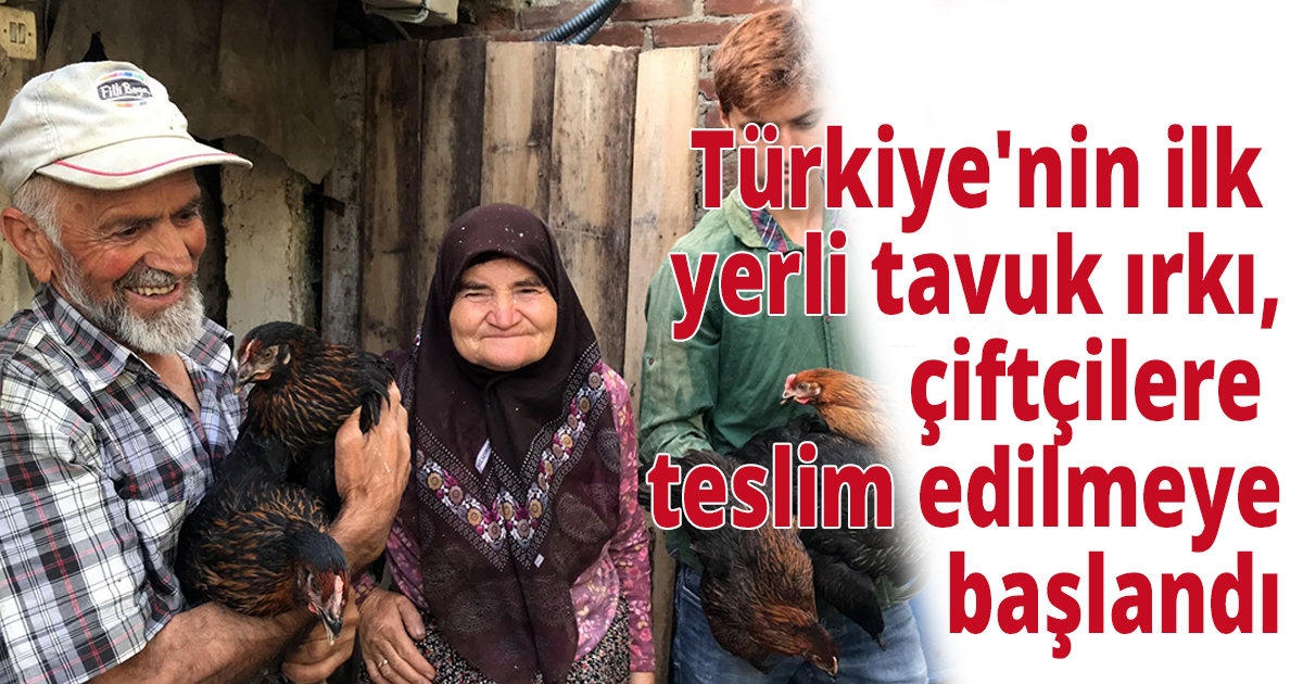 Türkiye'nin ilk yerli tavuk ırkı, çiftçilere teslim edilmeye başlandı