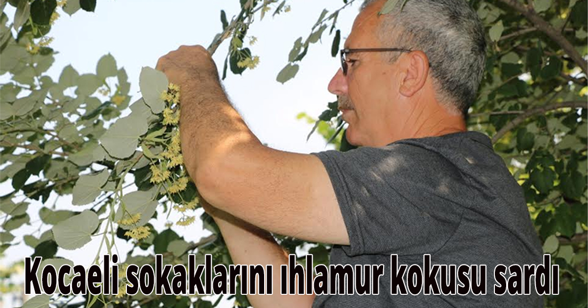 Kocaeli sokaklarını ıhlamur kokusu sardı