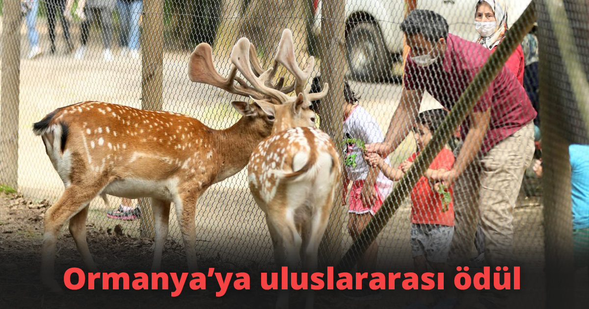 Ormanya’ya uluslararası ödül