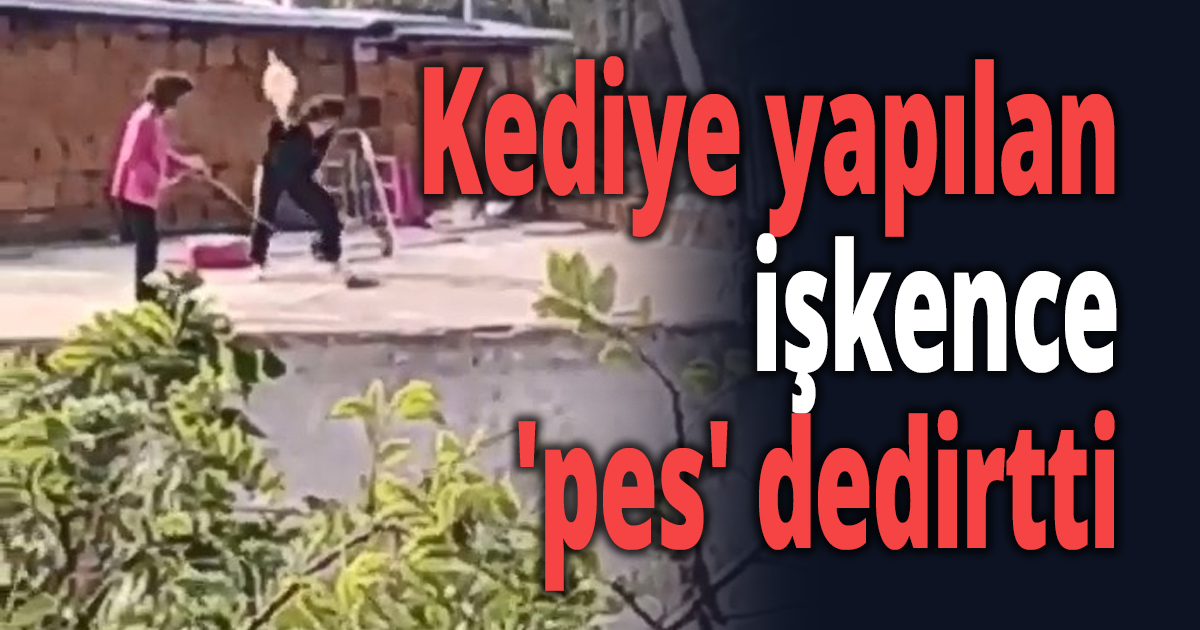 Kediye yapılan işkence 'pes' dedirtti