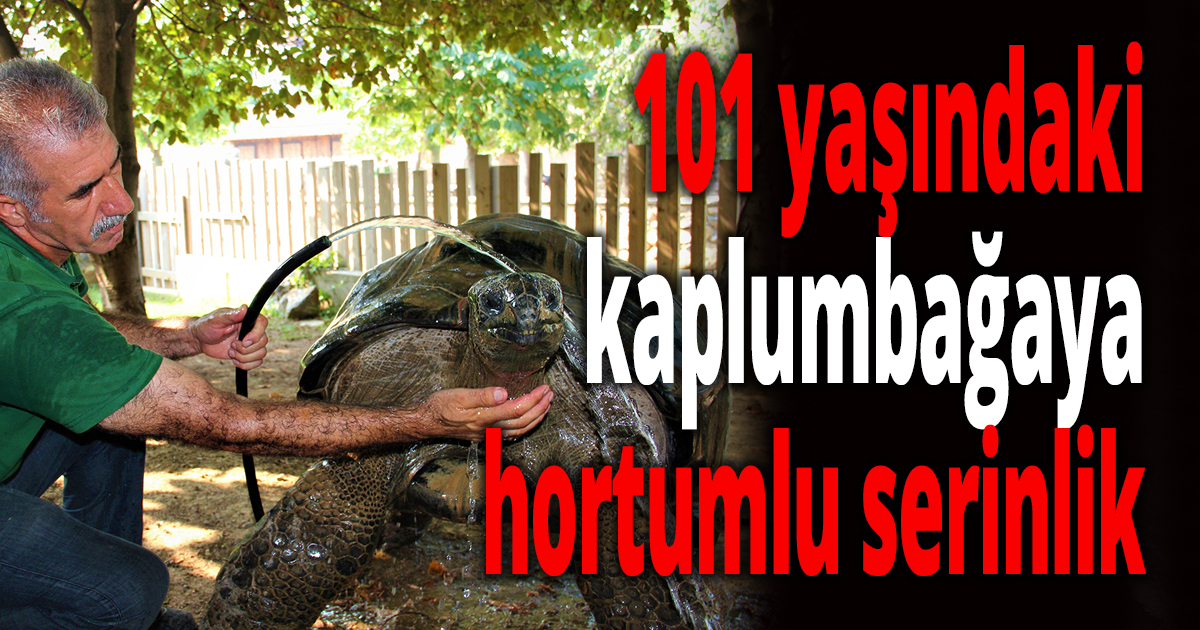 101 yaşındaki kaplumbağaya hortumlu serinlik