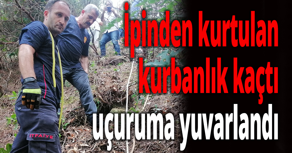 İpinden kurtulan kurbanlık kaçtı