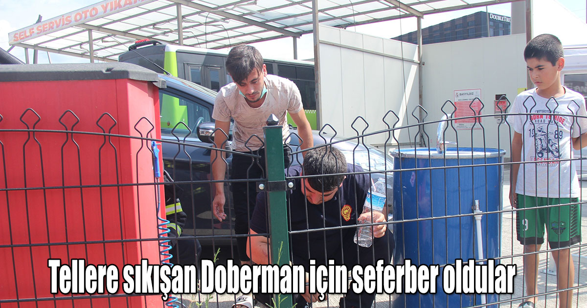 Tellere sıkışan Doberman için seferber oldular