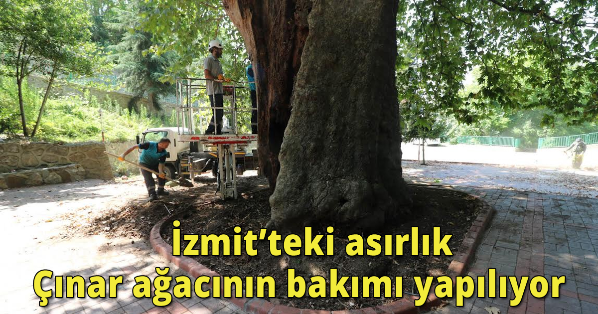     İzmit’teki asırlık Çınar ağacının bakımı yapılıyor