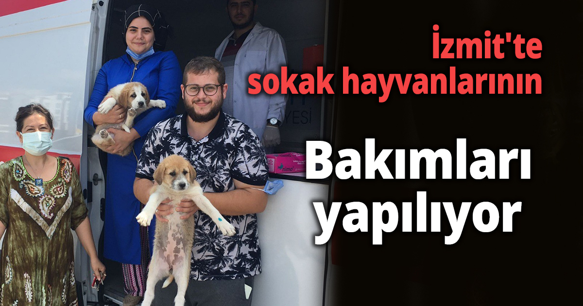  İzmit'te sokak hayvanlarının bakımları yapılıyor