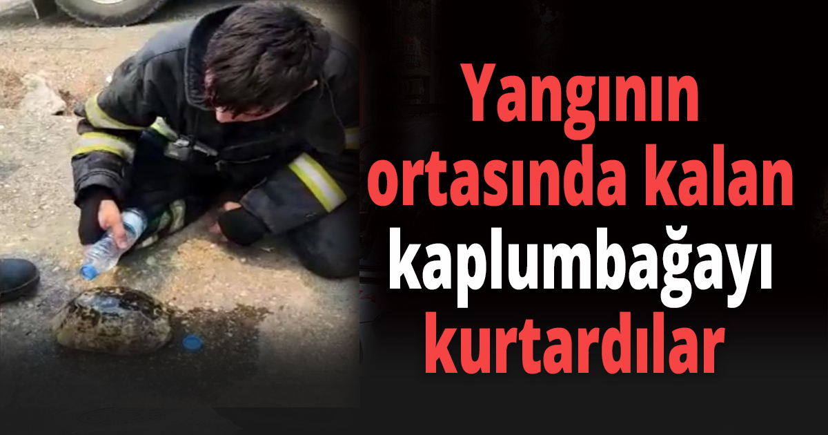 Yangının ortasında kalan kaplumbağayı kurtardılar