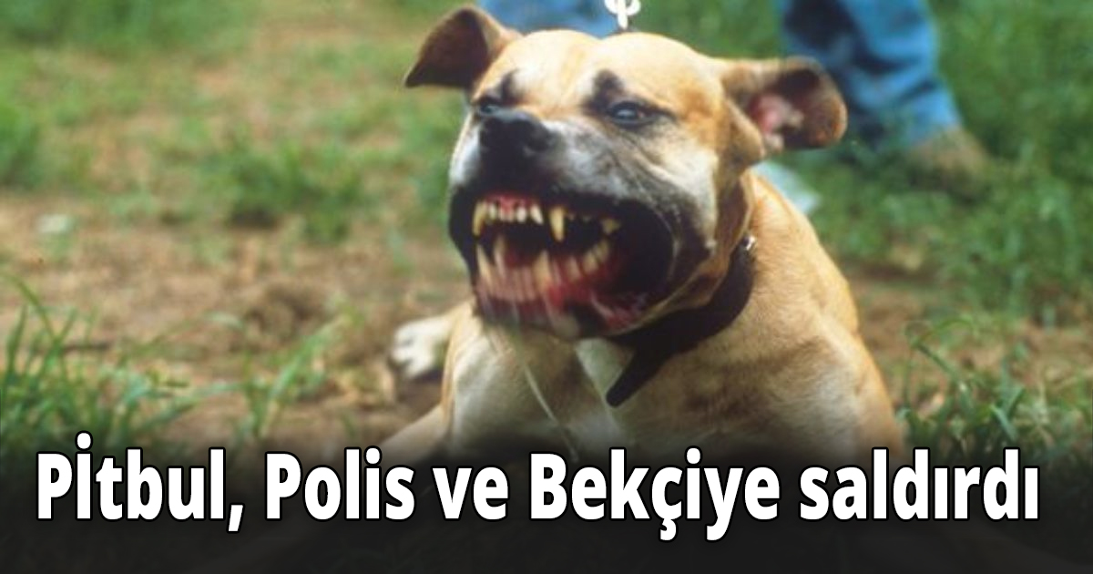 POLİS VE BEKÇİYE PİTBUL SALDIRDI