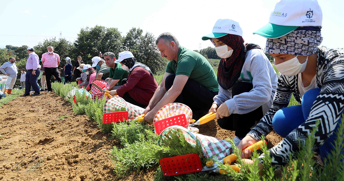 Kocaeli'de biberiye hasadı sürüyor