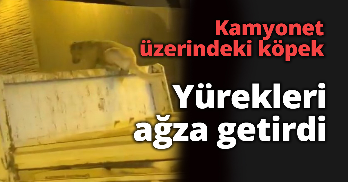 Kamyonet üzerindeki köpek yürekleri ağza getirdi