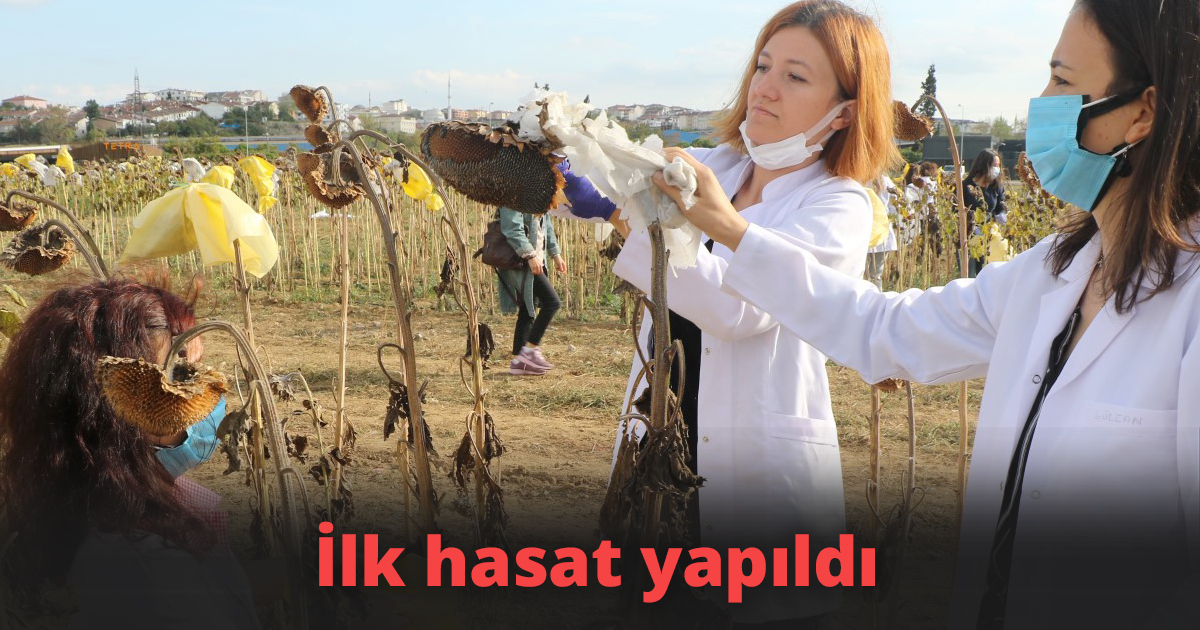 İlk hasat yapıldı
