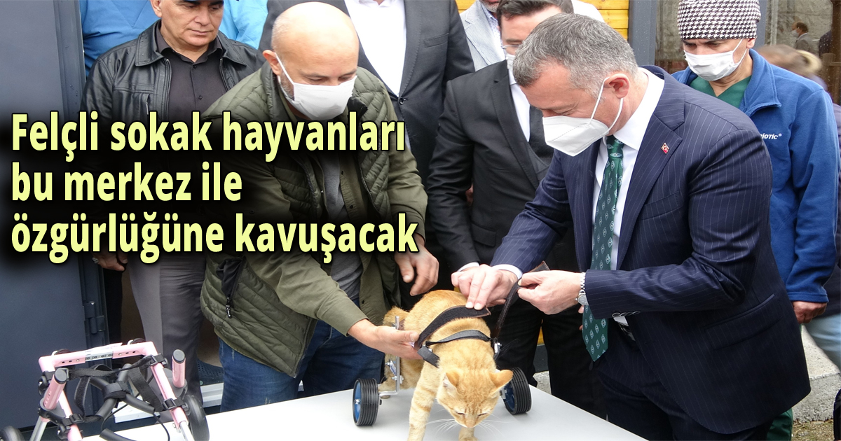 Felçli sokak hayvanları bu merkez ile özgürlüğüne kavuşacak
