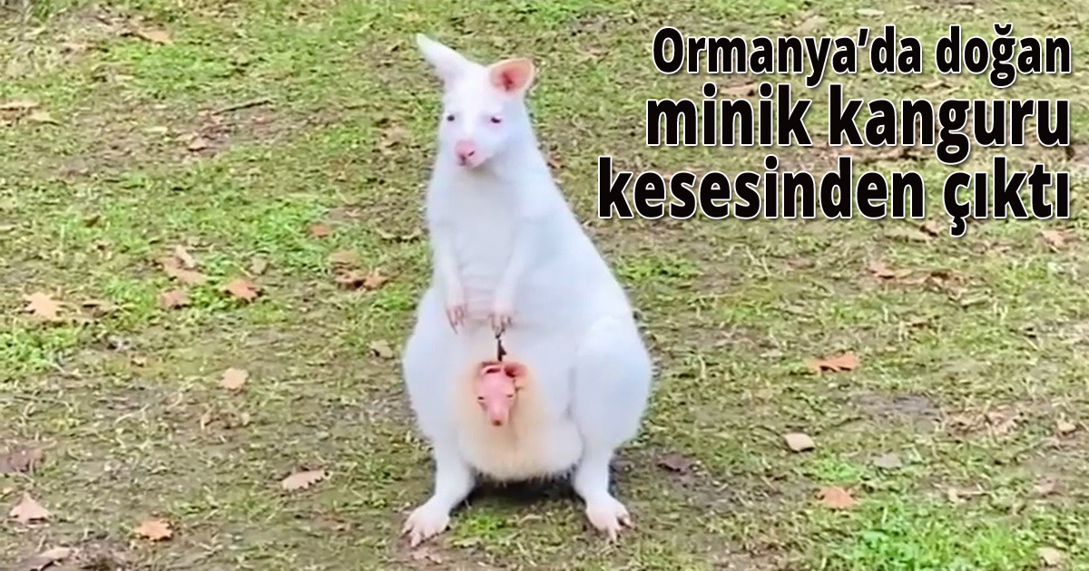 Ormanya'da  dünyaya gelen minik kanguru kesesinden çıktı