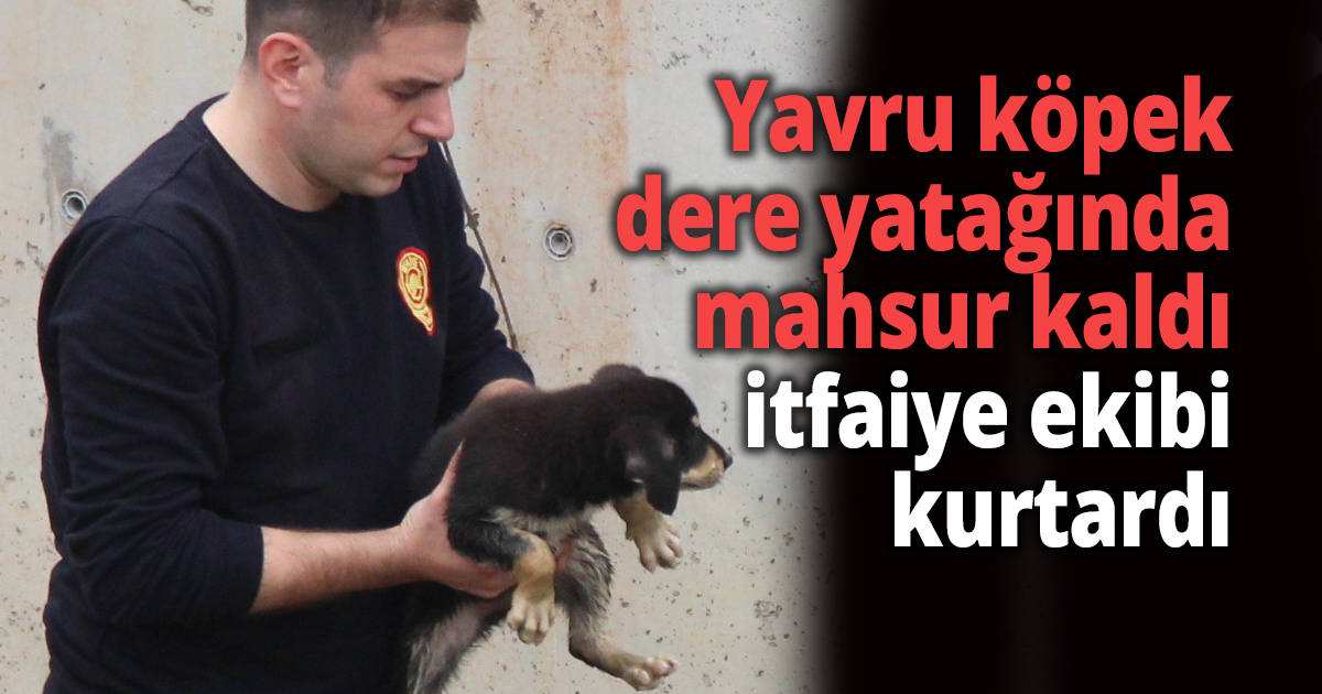 Yavru köpek dere yatağında mahsur kaldı