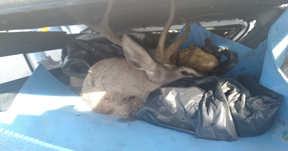 Bagajda avlanması yasak geyik bulundu