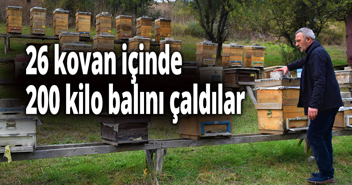 26 kovan içinde 200 kilo balını çaldılar