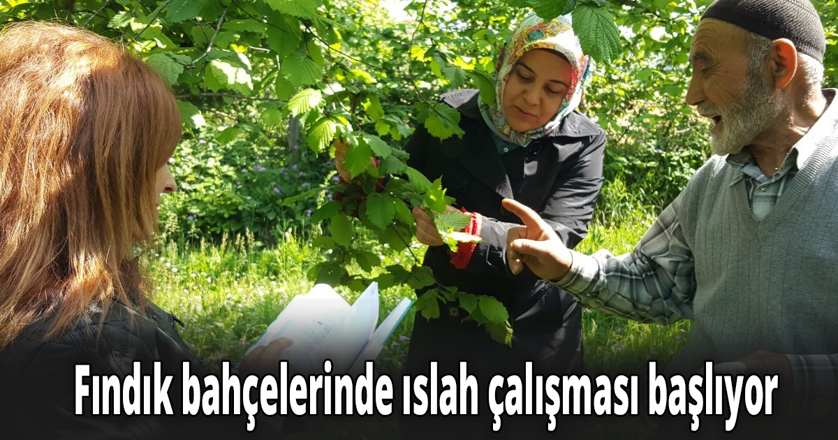 Fındık bahçelerinde ıslah çalışması başlıyor