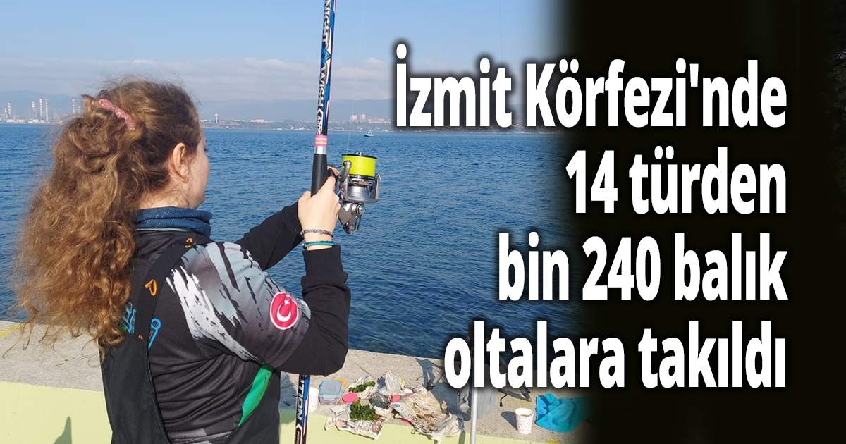 Sanayi ile anılan İzmit Körfezi adeta akvaryum gibi