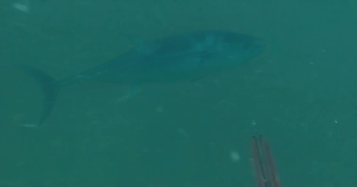 İzmit Körfezinde su samuru görüldü