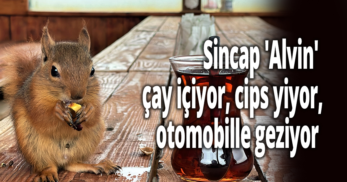  Sincap 'Alvin' çay içiyor, cips yiyor, otomobille geziyor