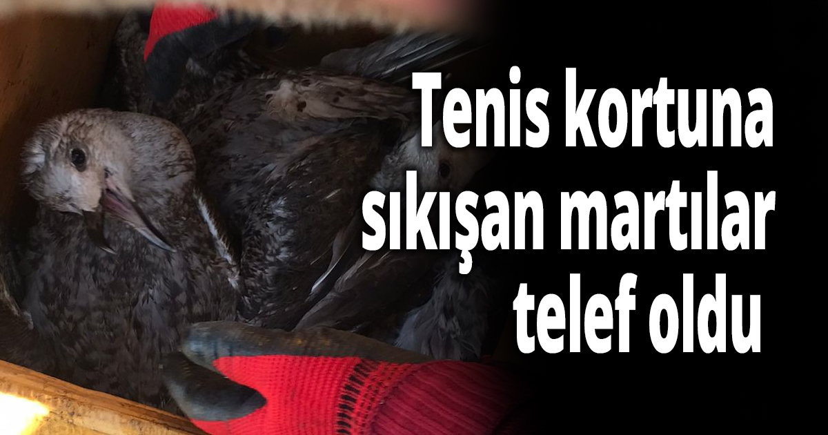 Tenis kortuna sıkışan martılar telef oldu