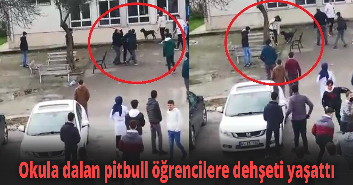 Okula dalan pitbull öğrencilere dehşeti yaşattı