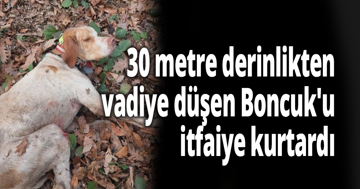 30 metre derinlikten vadiye düşen Boncuk'u itfaiye kurtardı