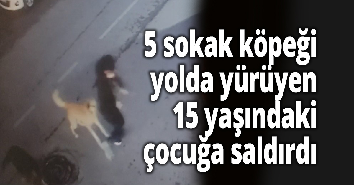 5 sokak köpeği yolda yürüyen 15 yaşındaki çocuğa saldırdı