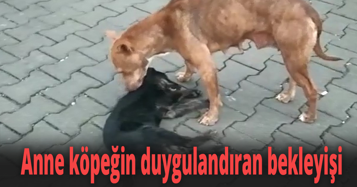 Ölen yavrusunun başından ayrılmadı