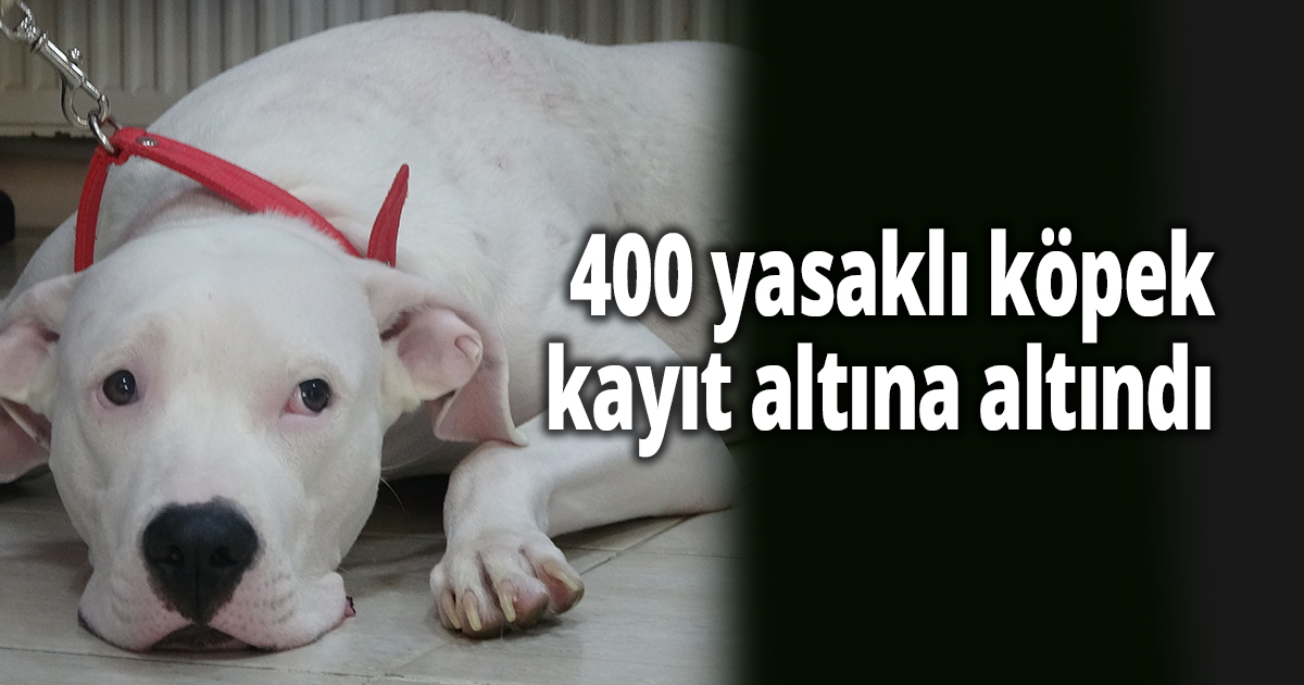 Kocaeli'de 400 yasaklı köpek kayıt altına altındı