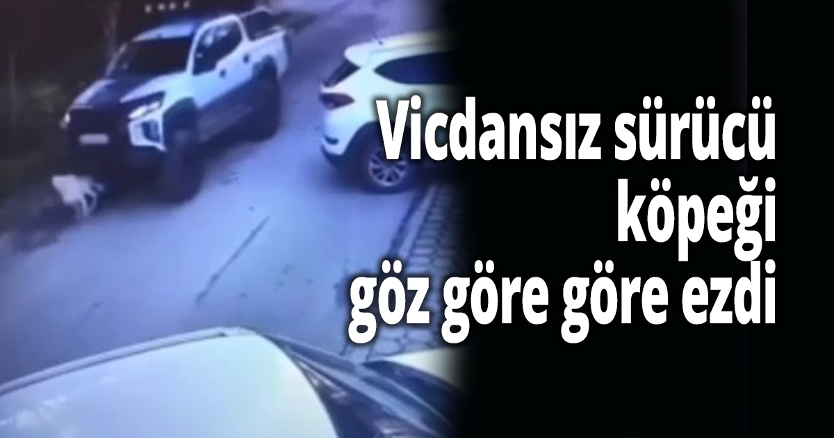 Vicdansız sürücü köpeği göz göre göre ezdi