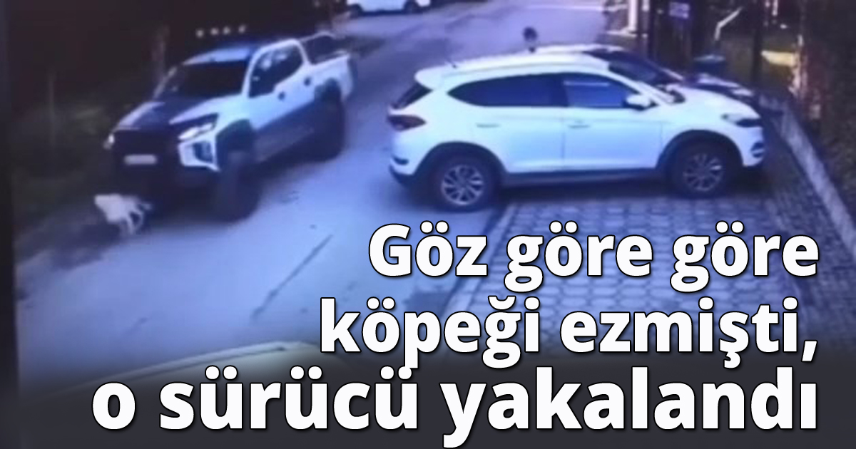 Göz göre göre köpeği ezmişti, o sürücü yakalandı