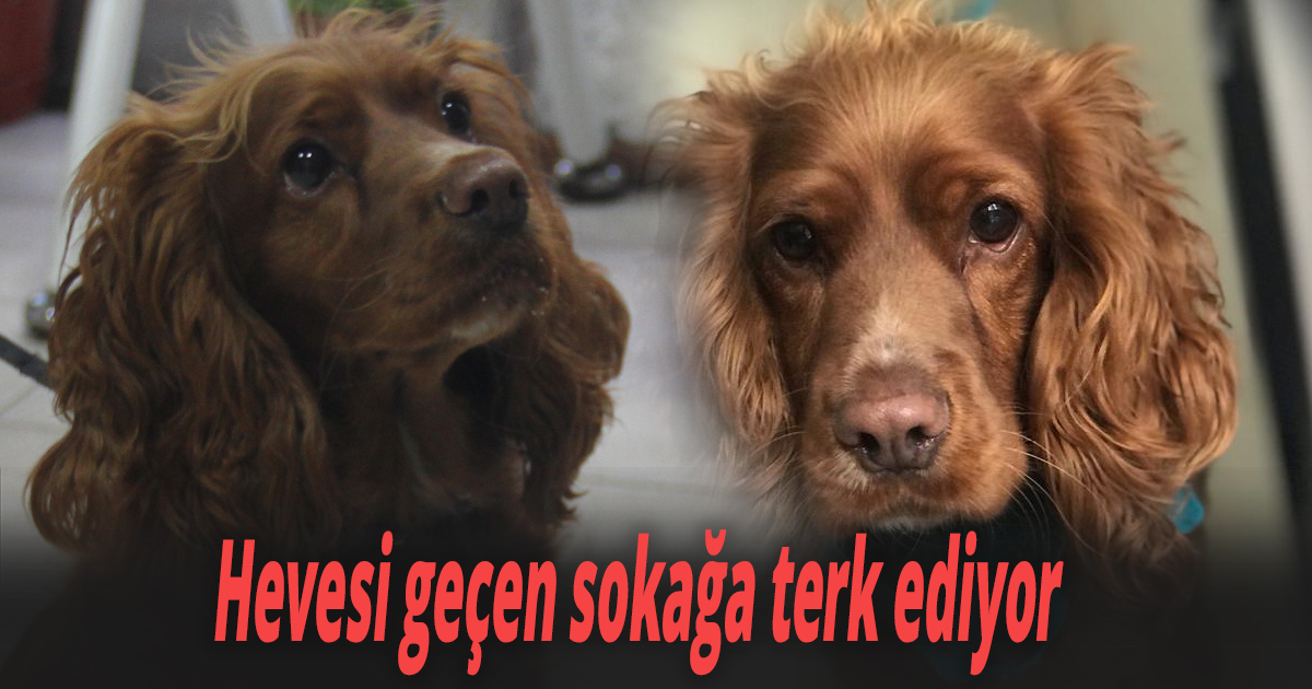 Hevesi geçen sokağa terk ediyor