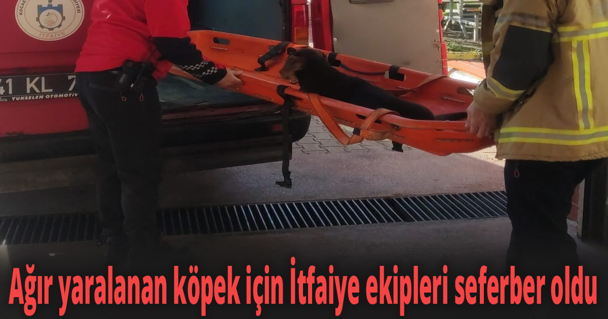Ağır yaralanan köpek için İtfaiye ekipleri seferber oldu