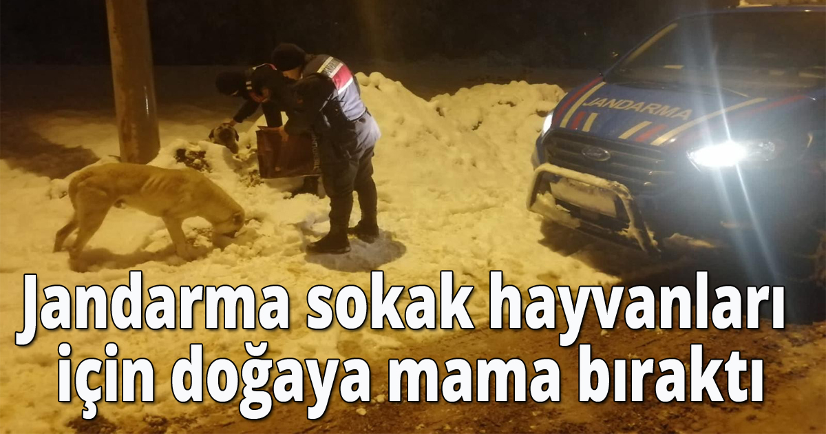 Jandarma sokak hayvanları için doğaya mama bıraktı