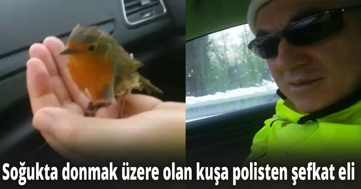 Soğukta donmak üzere olan kuşa polisten şefkat eli