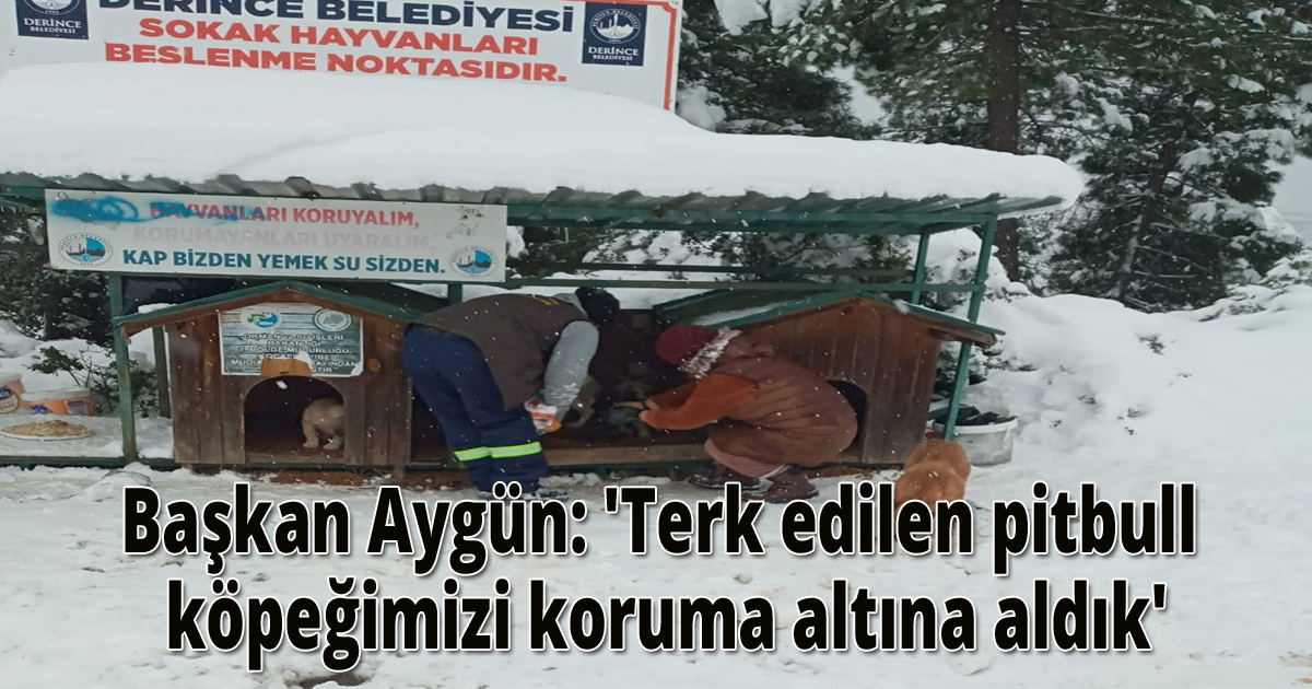 Başkan Aygün: 'Terk edilen pitbull cinsi köpeğimizi koruma altına aldık'