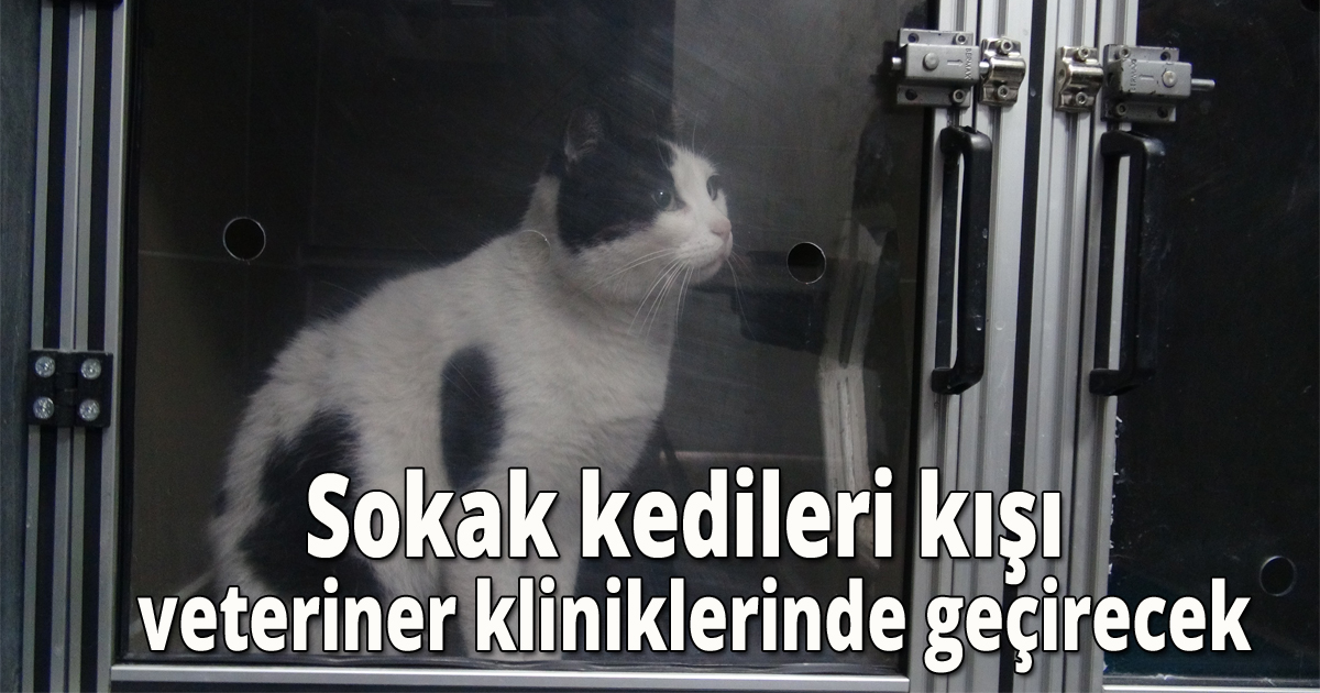 Sokak kedileri kışı veteriner kliniklerinde geçirecek