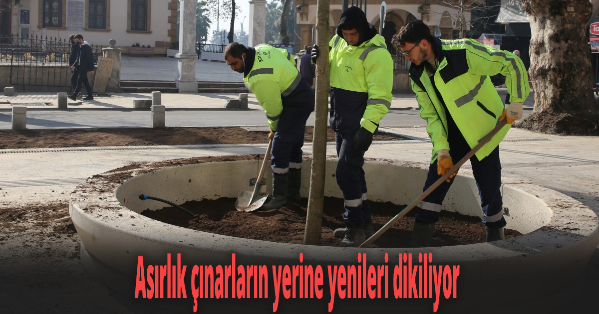 Asırlık çınarların yerine yenileri dikiliyor