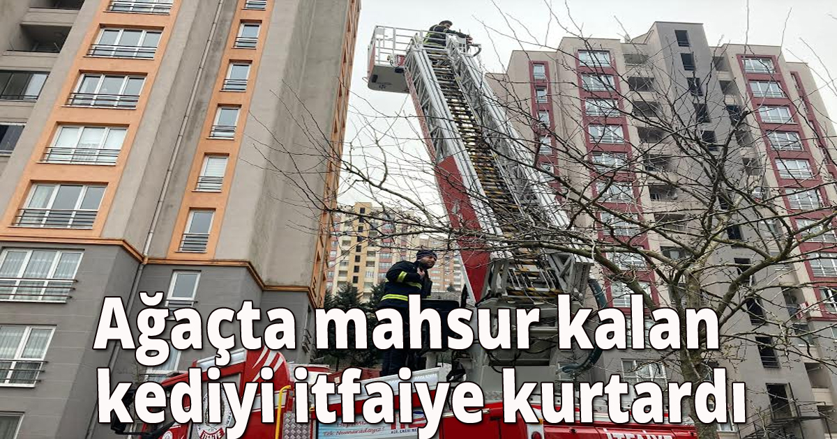 Ağaçta mahsur kalan kediyi itfaiye kurtardı
