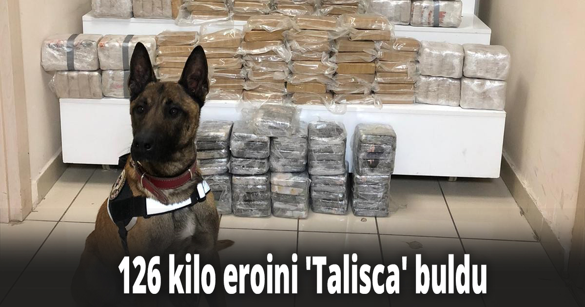 Otobüsün tavanında gizlenen 126 kilo eroini 'Talisca' buldu