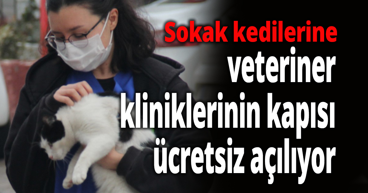 Sokak kedilerine veteriner kliniklerinin kapısı ücretsiz açılıyor