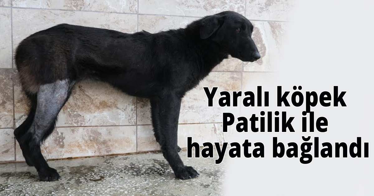 Yaralı köpek Patilik ile hayata bağlandı