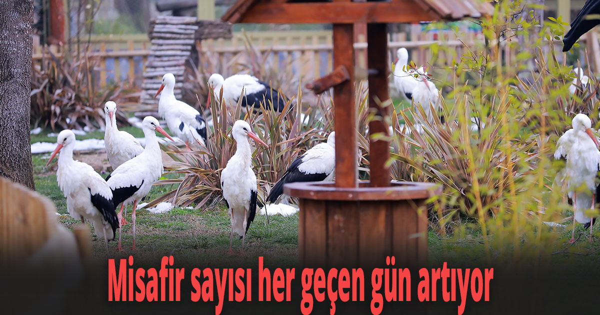 Misafir sayısı her geçen gün artıyor