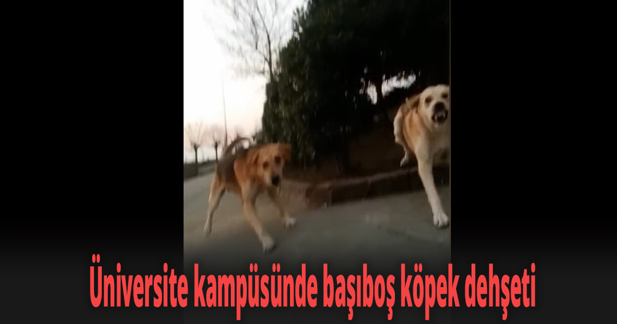 Üniversite kampüsünde başıboş köpek dehşeti